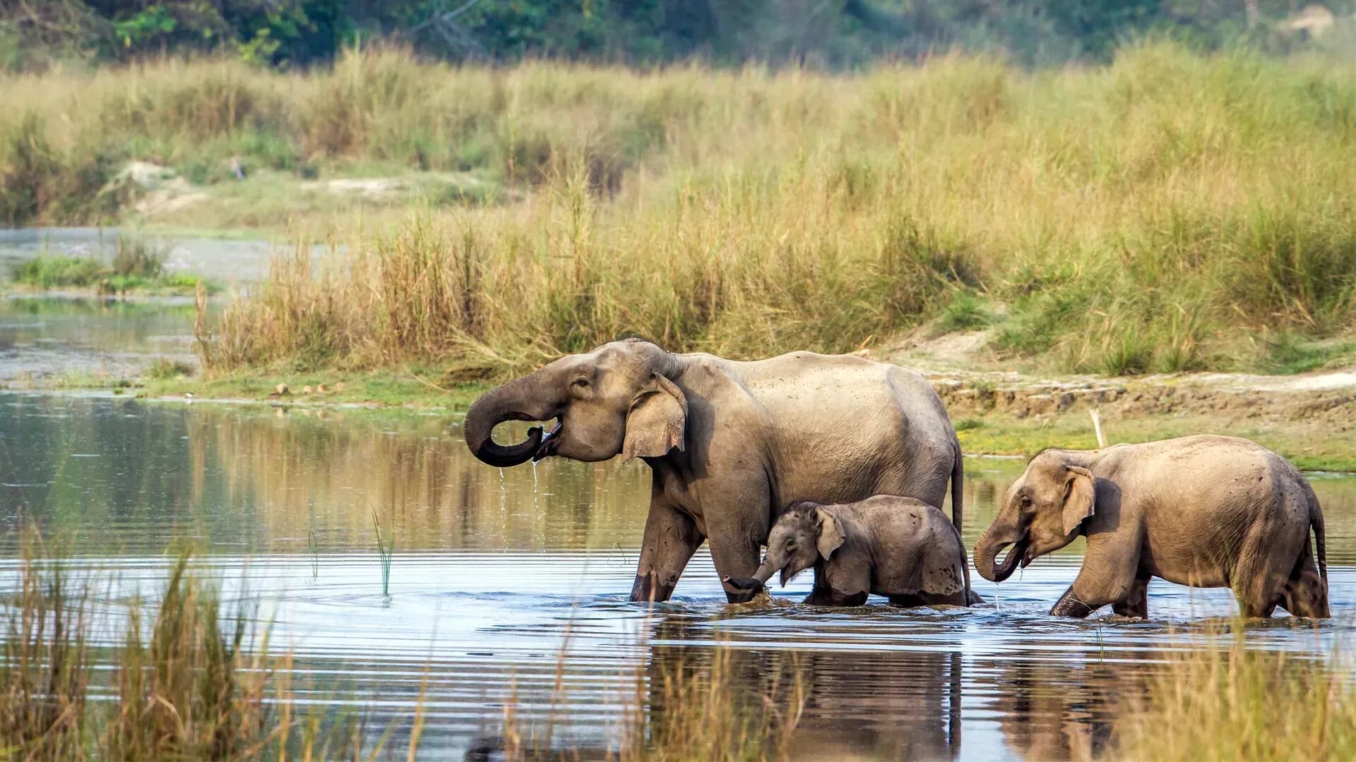 Photo 2: elephant chitwan nepal 1786352884905 pbpb07