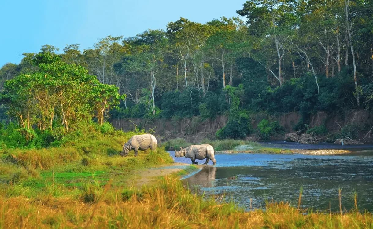 Photo 5: one horned rhino in chitwan national park 1786352908871 bf6m2y