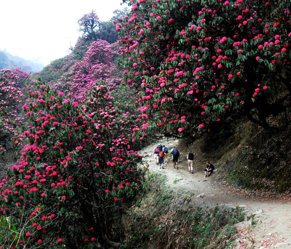 Rhododendron forest in spring bloom on a trail in the Annapurna Conservation Area