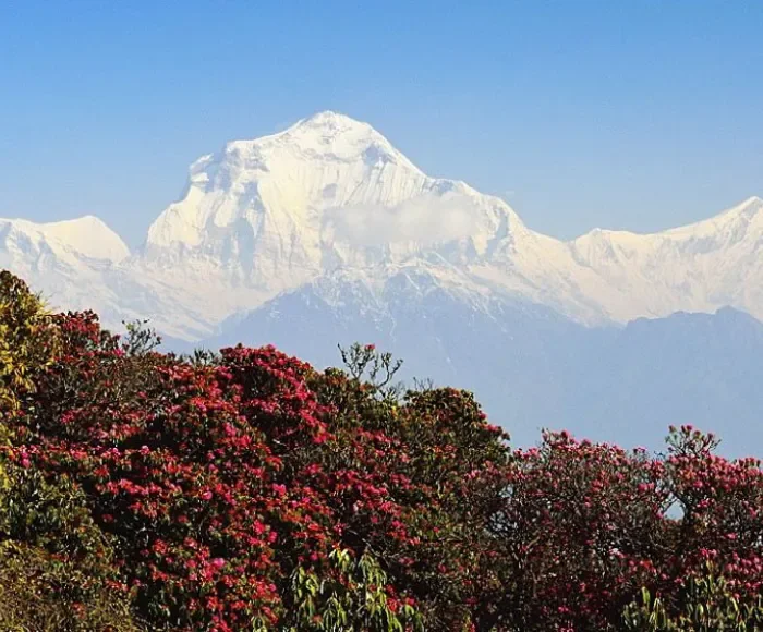 dhaulagiri view with rhododendron hill