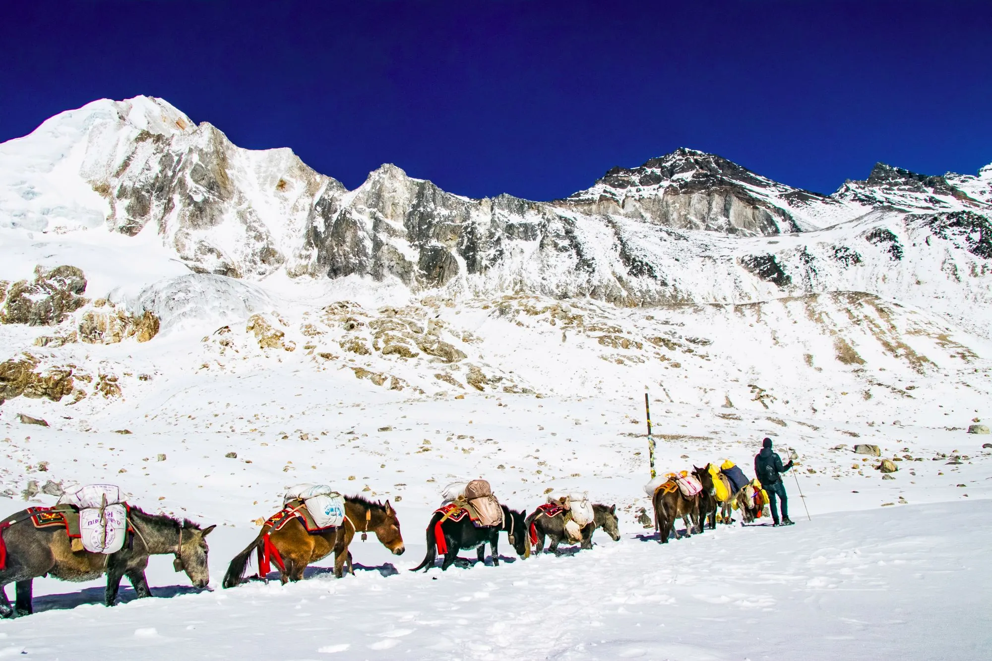 Photo 4: donkeys carrying essential supplies up snowy mountains larke pass manaslu circuit trek1 1790060822193 kj9c39