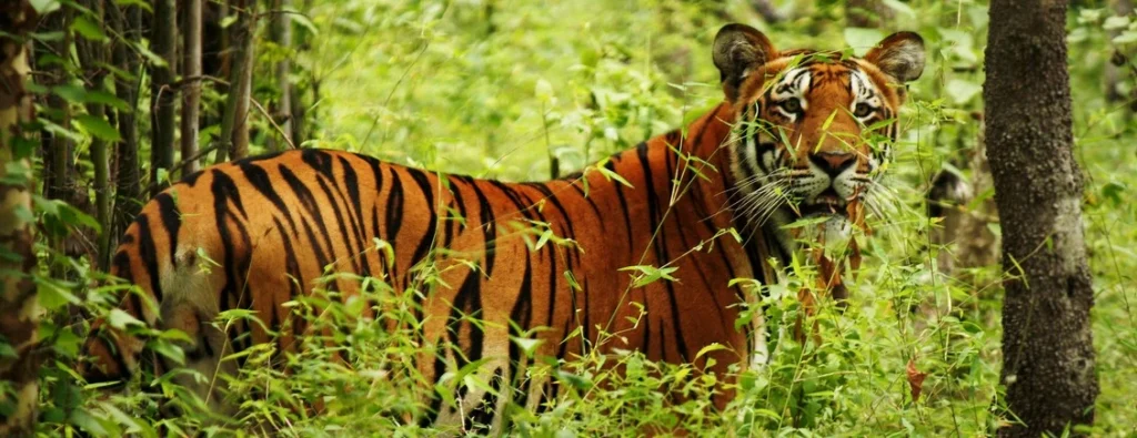 chitwan national park